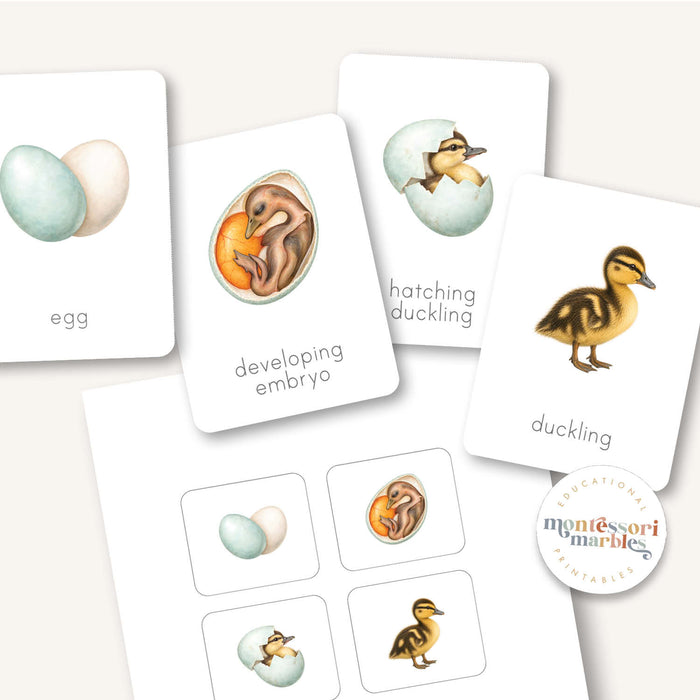 Duck Life Cycle