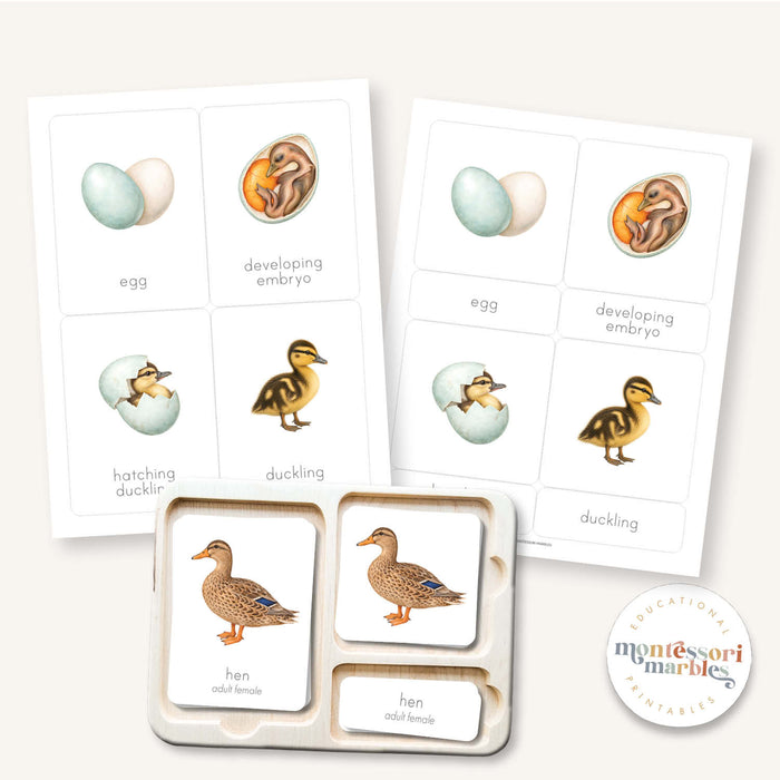 Duck Life Cycle