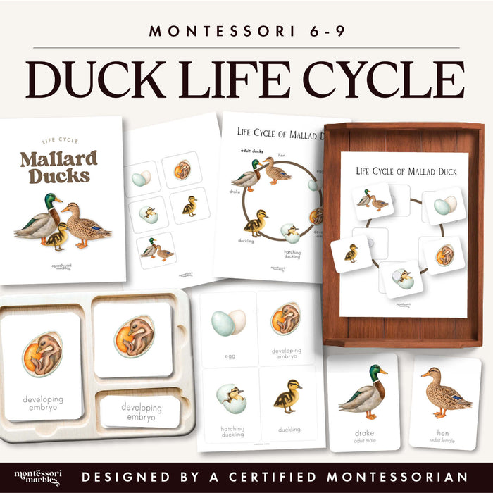 Duck Life Cycle