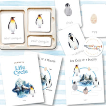 Load image into Gallery viewer, Penguin Life Cycle
