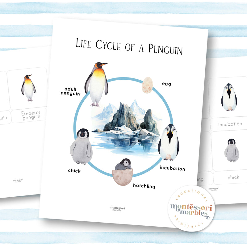 Penguin Life Cycle