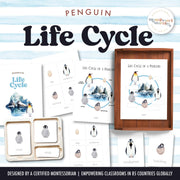 Penguin life cycle showing polar bird development and adaptation — ages 3-6