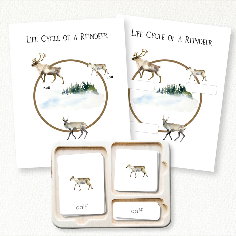 Life Cycle of a Reindeer