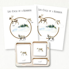 Load image into Gallery viewer, Life Cycle of a Reindeer
