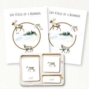 Life Cycle of a Reindeer