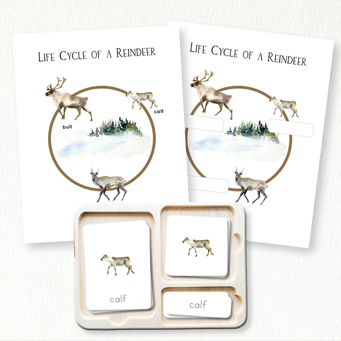 Life Cycle of a Reindeer