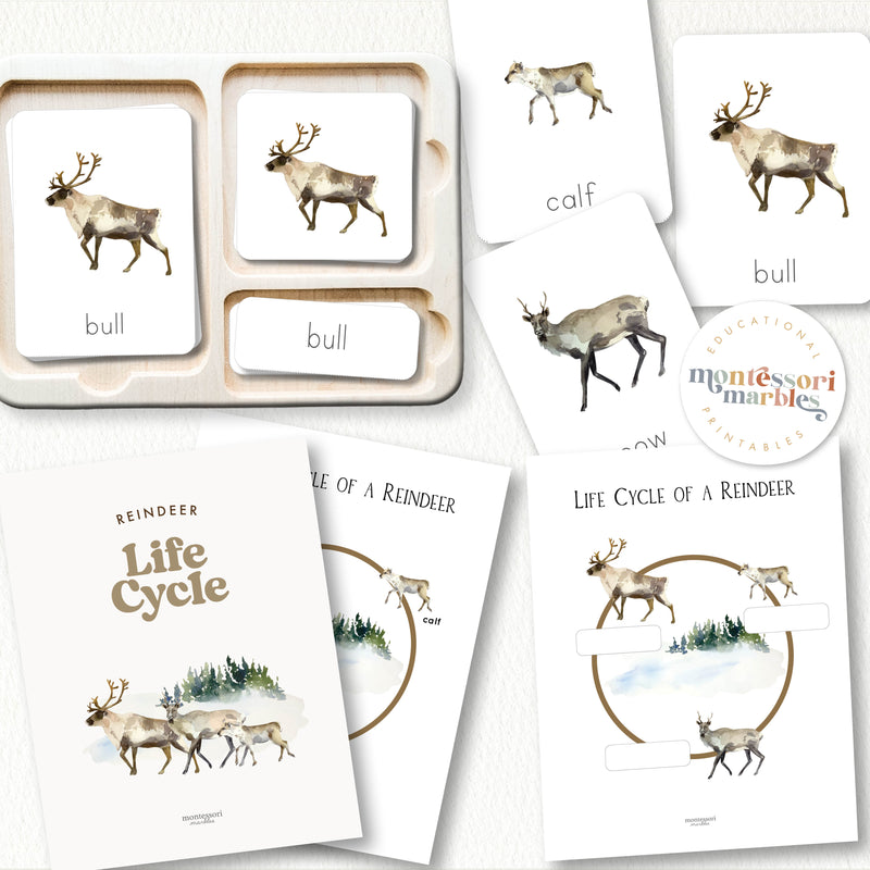 Life Cycle of a Reindeer