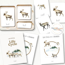 Load image into Gallery viewer, Life Cycle of a Reindeer
