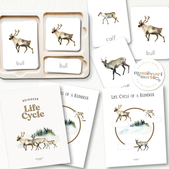 Life Cycle of a Reindeer