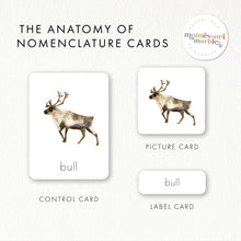 Load image into Gallery viewer, Life Cycle of a Reindeer
