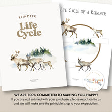 Load image into Gallery viewer, Life Cycle of a Reindeer
