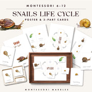 Snail life cycle diagram for garden science — ages 6-9