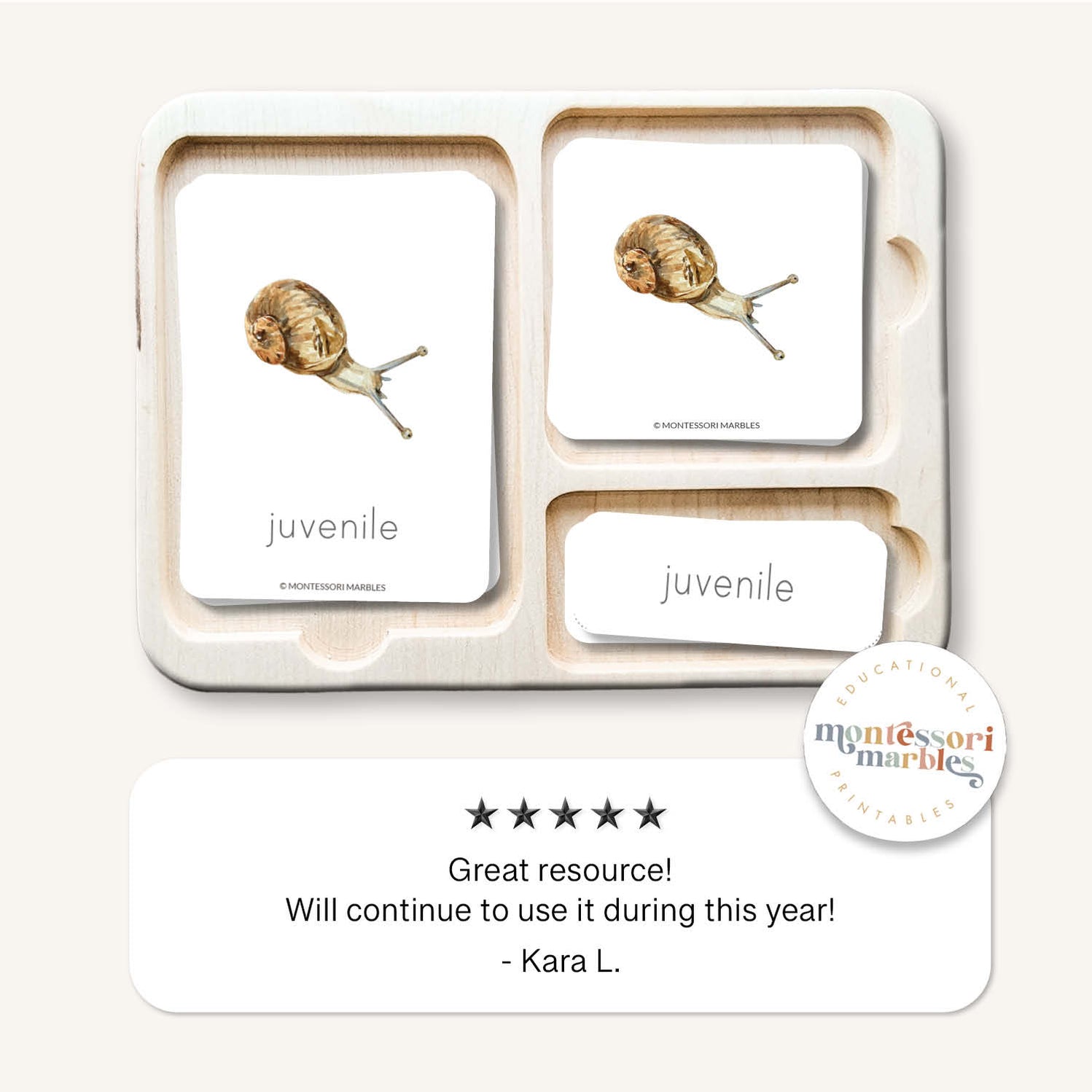 Snail Life Cycle | Montessori Science Ages 4-8 | Invertebrates Study ...