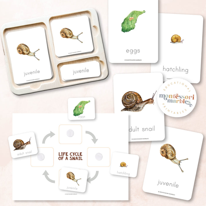 Snails Life Cycle