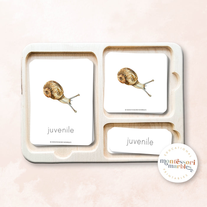 Snails Life Cycle