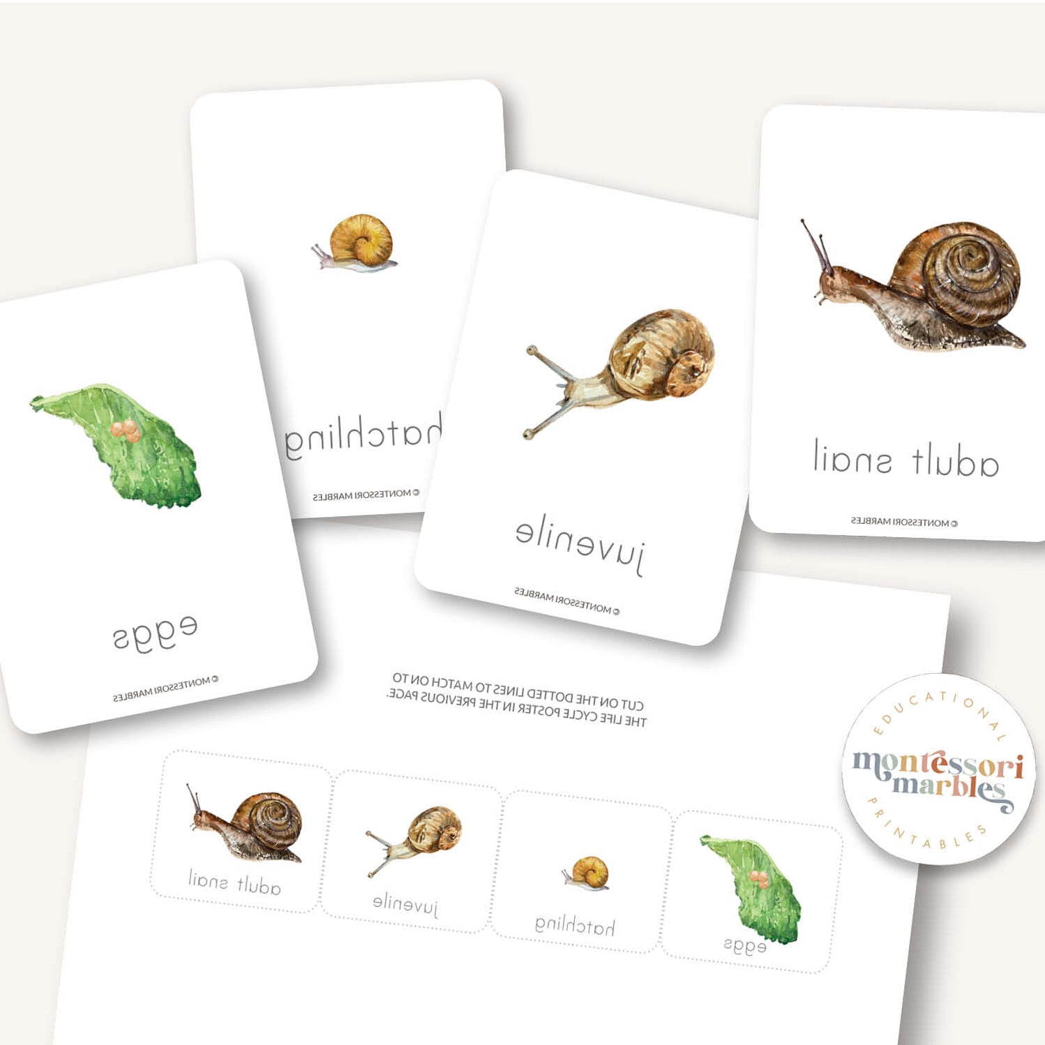 Snail Life Cycle | Montessori Science Ages 4-8 | Invertebrates Study ...