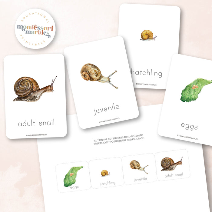 Snails Life Cycle