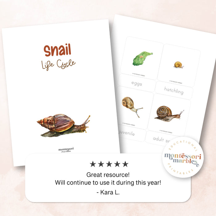 Snails Life Cycle