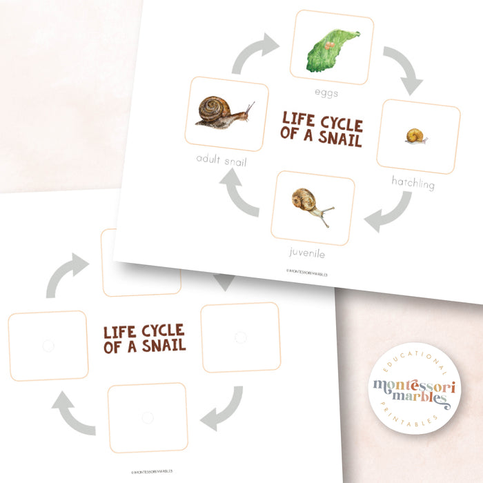 Snails Life Cycle