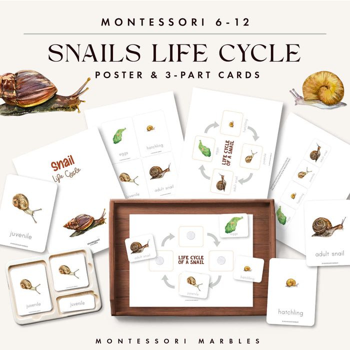 Snails Life Cycle