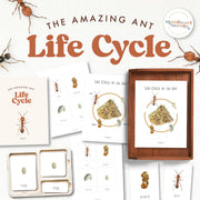 Ant life cycle diagram showing metamorphosis stages — ages 3-6