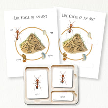 Load image into Gallery viewer, Ant Life Cycle
