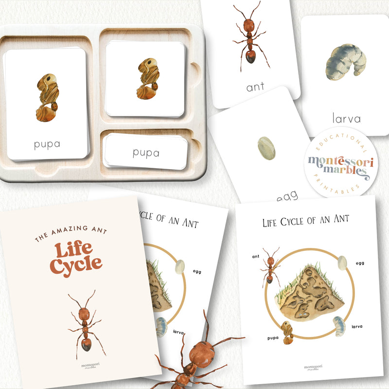 Ant Life Cycle