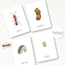 Load image into Gallery viewer, Ant Life Cycle
