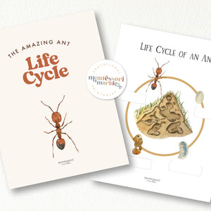 Ant Life Cycle