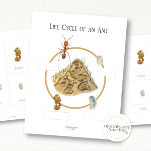 Ant Life Cycle