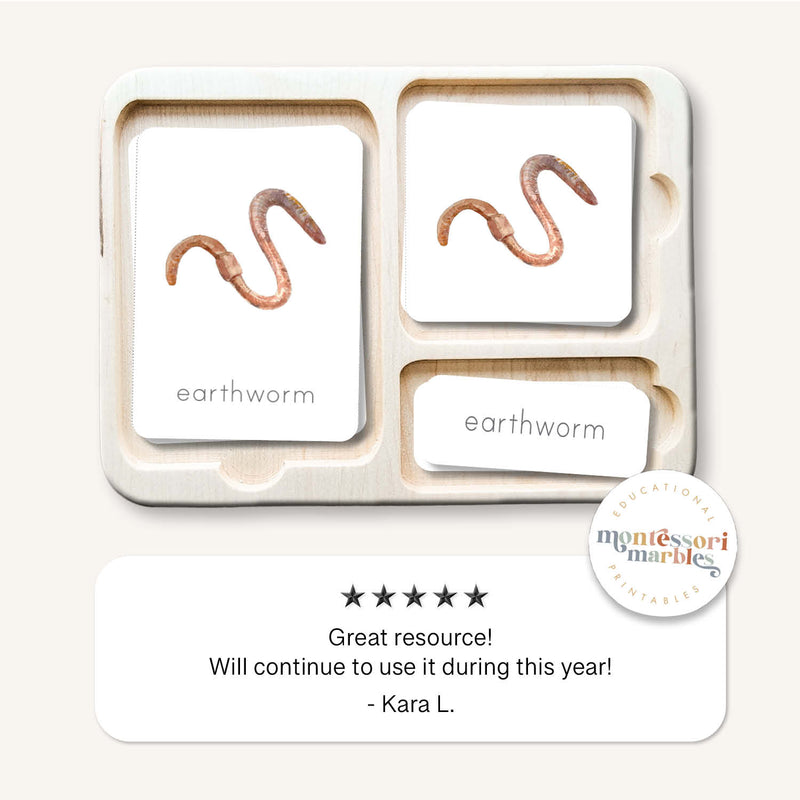 Earthworm Life Cycle