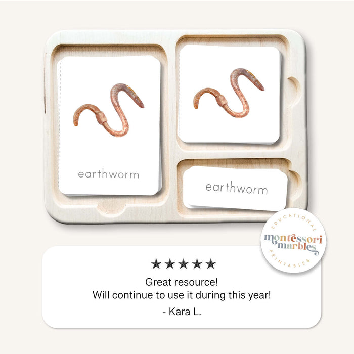 Earthworm Life Cycle