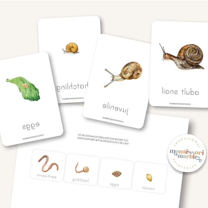 Earthworm Life Cycle