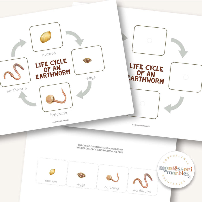Earthworm Life Cycle