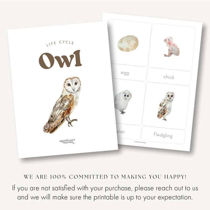 Owl Life Cycle