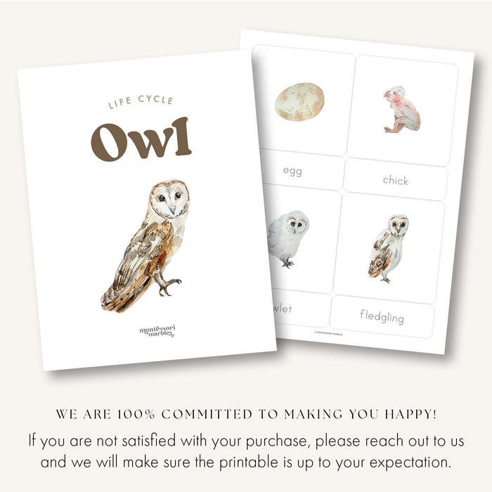 Owl Life Cycle