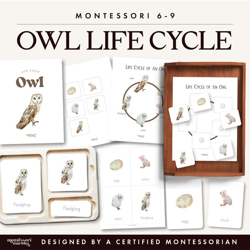 Owl life cycle 3 part cards printable showing egg, chick, owlet, fledgling and adult barn owl