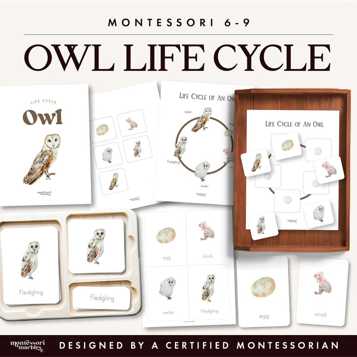Owl life cycle 3 part cards printable showing egg, chick, owlet, fledgling and adult barn owl
