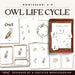 Owl life cycle 3 part cards printable showing egg, chick, owlet, fledgling and adult barn owl