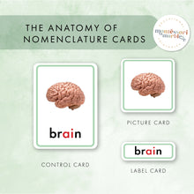 Load image into Gallery viewer, Montessori Green Series Nomenclature Cards
