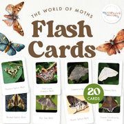 Moths flash cards for insect and autumn learning