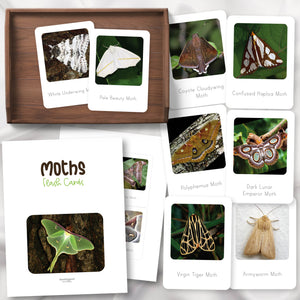 Moths Flash Cards