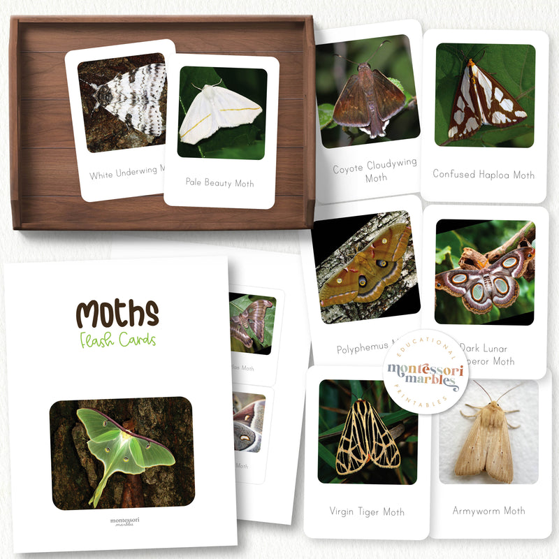 Moths Flash Cards