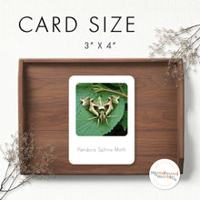 Load image into Gallery viewer, Moths Flash Cards
