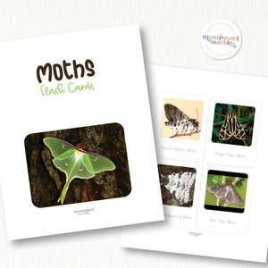 Moths Flash Cards