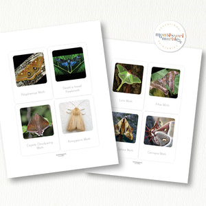 Moths Flash Cards