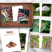 Load image into Gallery viewer, Moths Complete the Pictures
