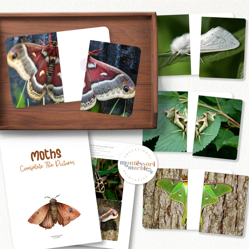 Moths Complete the Pictures