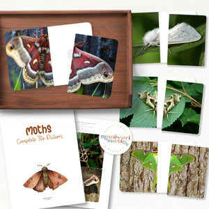 Moths Complete the Pictures