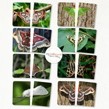 Load image into Gallery viewer, Moths Complete the Pictures
